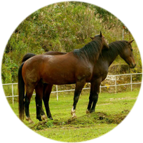STABLING